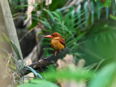 The tiny brownheaded kingfisher perched on the branch of an ancient tree, surrounded by lush greenery in its tropical habitat. The kingfisher's face was in focus. --ar 4:3