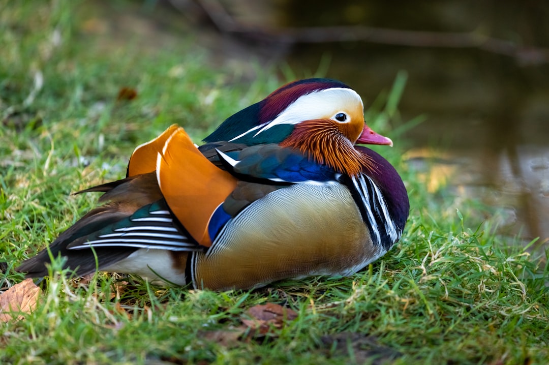 A colorful mandarin duck resting on the grass near water, high resolution photography, stock photo, professional color grading, award winning photography. The mandarin duck image is in the style of high resolution photography, with professional color grading like a stock photo that could win awards. –ar 128:85