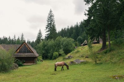 A wide shot of an old wooden village in the mountains, with forest and green grass around it. A horse is grazing on one side of the picture. Shot in the style of canon eos r5. --ar 128:85