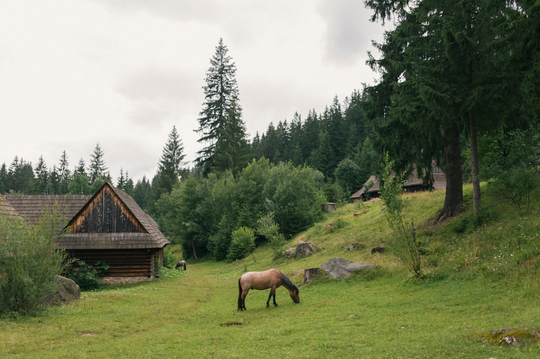 A wide shot of an old wooden village in the mountains, with forest and green grass around it. A horse is grazing on one side of the picture. Shot in the style of canon eos r5. –ar 128:85