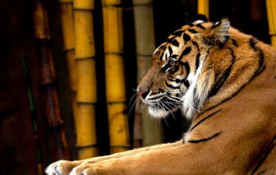 Tiger sitting on a bamboo background, a closeup of its side face, with high resolution, in the style of Canon EOS, in the documentary photography style, a documentary photo --ar 128:81