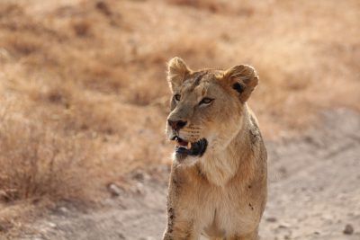 A lioness in the desert, she is standing on an unplastered dirt road, her head tilted to one side and mouth open showing teeth. The photo was taken in the style of canon eos r5. --ar 128:85