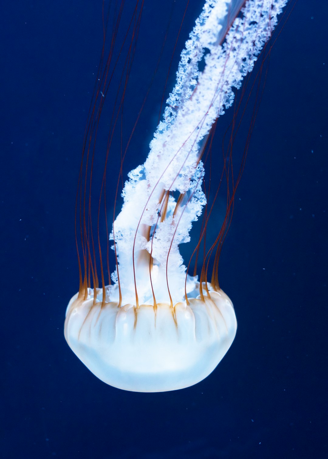 A jellyfish with white tentacles floating in the dark blue ocean, in the style of National Geographic photo. –ar 91:128