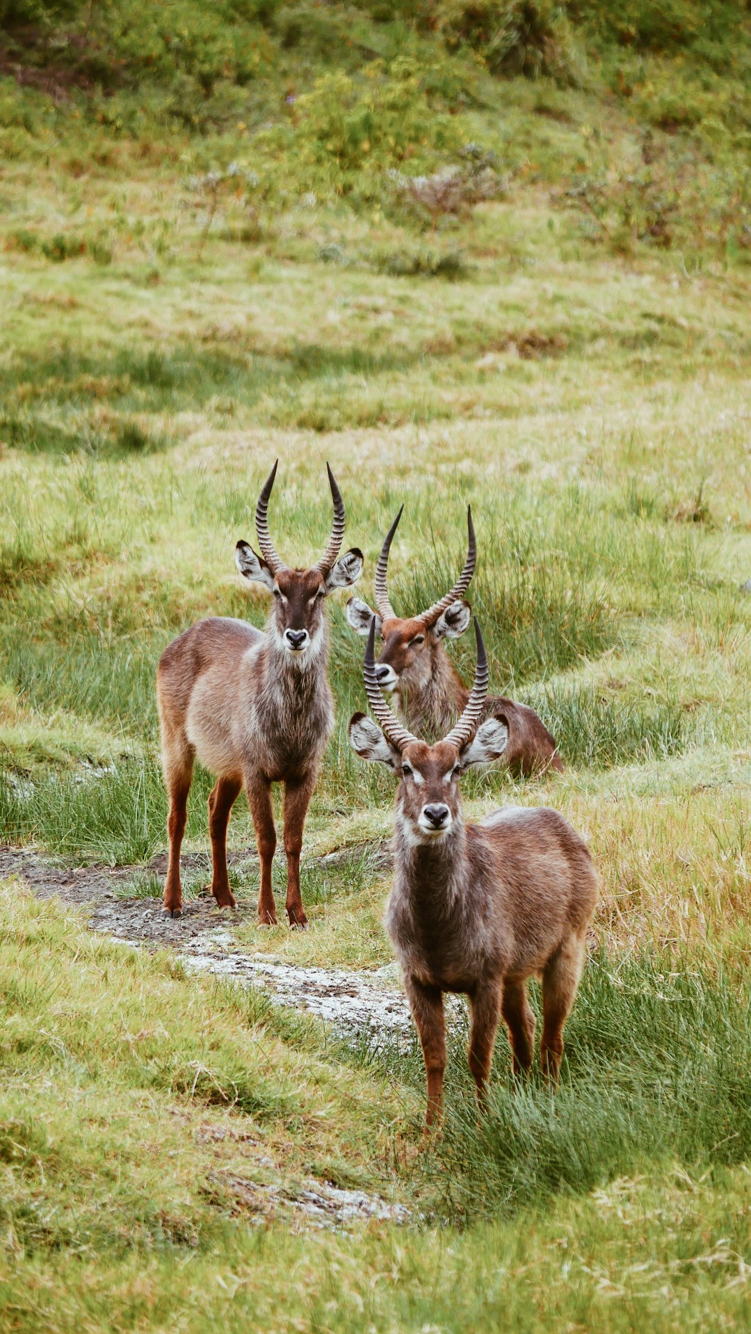 A group of waterbuck standing on the grassland, photorealistic, documentary style photography, in the style of documentary style, portrait lens, f/56 –ar 9:16