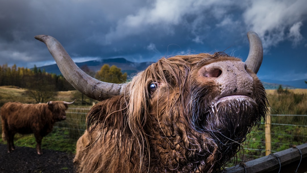 highland cow, mouth open, big tongue sticking out, head tilted back showing long hair on its horns, dark clouds in the background, scscopes and mountains in the distance, another large cow with its neck up against a fence, in the style of national geographic award winning photo –ar 16:9