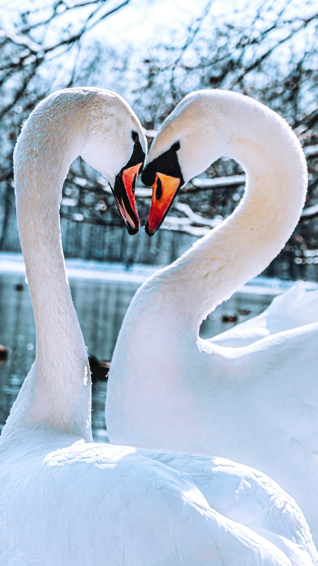 Two white swans facing each other, forming the shape of a heart with their necks and heads against a beautiful winter landscape in the background. A close up shot in the style of unsplash photography. –ar 9:16