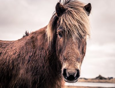 Photograph of an Icelandic horse looking at the camera in Iceland, taken with a Sony Alpha A7R IV and FE 28-70mm f/3.5 GM Ossima lens in the style of no particular artist. --ar 64:49