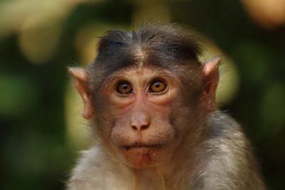 Closeup portrait of a cute monkey in the forest, with detailed skin texture and hair on its face, against a blurred background, in the style of national geographic photo style photography, at a high resolution. --ar 128:85