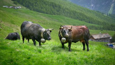 Two cows in the alpine pasture, one black and the other brown with white horns, the cow is wearing a silver bell around its neck, a grassy meadow, houses on hillsides, trees on mountainsides, a green lush landscape, the photo taken in the style of Canon EOS, vibrant colors. --ar 16:9