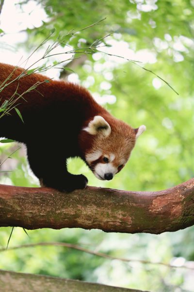 A red panda is walking on the branch of an old tree, with green plants in the background, in the style of real photography. The photo has real colors, and the panda looks cute and lively in the natural light. The photo has super clear details and high definition resolution, with closeup and side angle shots of the panda. --ar 85:128