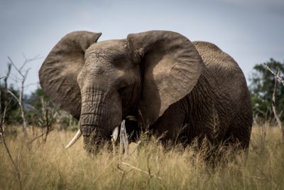 A large elephant standing in tall grass, documentary photo in the style of unknown artist. --ar 128:85