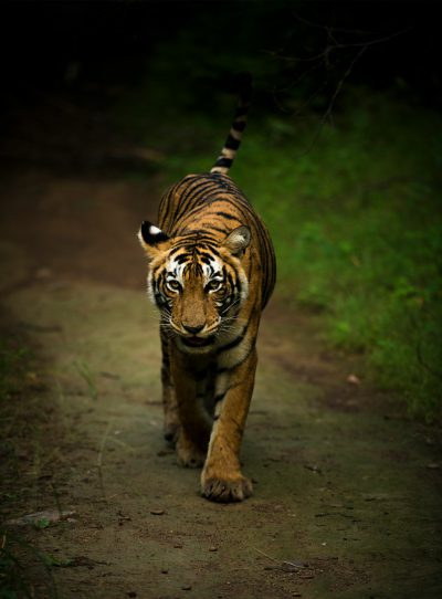 Tiger in the forest, walking on a dirt path, photographed with a Nikon D850 DSLR camera using an aperture of f/4 and ISO set at 200 for good detail, shutter speed 1/367 seconds, in the style of National Geographic photography. --ar 47:64