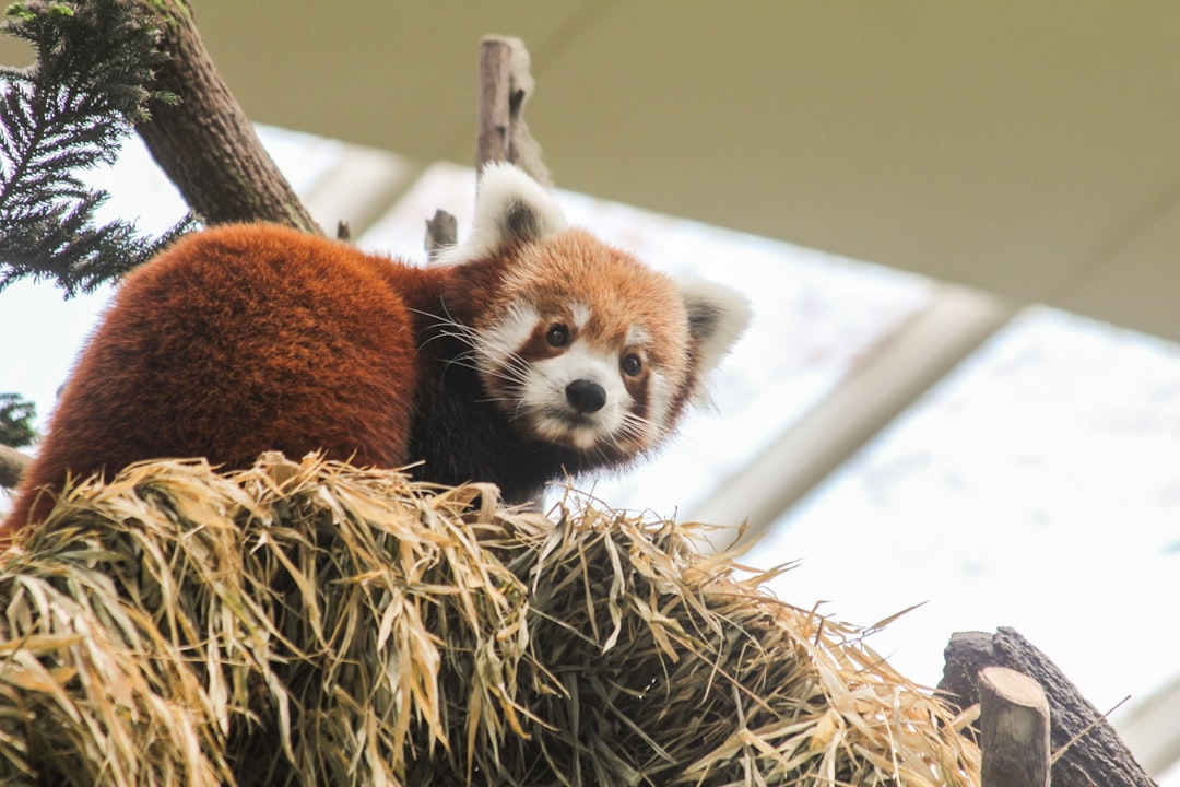 Red panda on top of hay, sitting in tree branch at zoo –ar 128:85