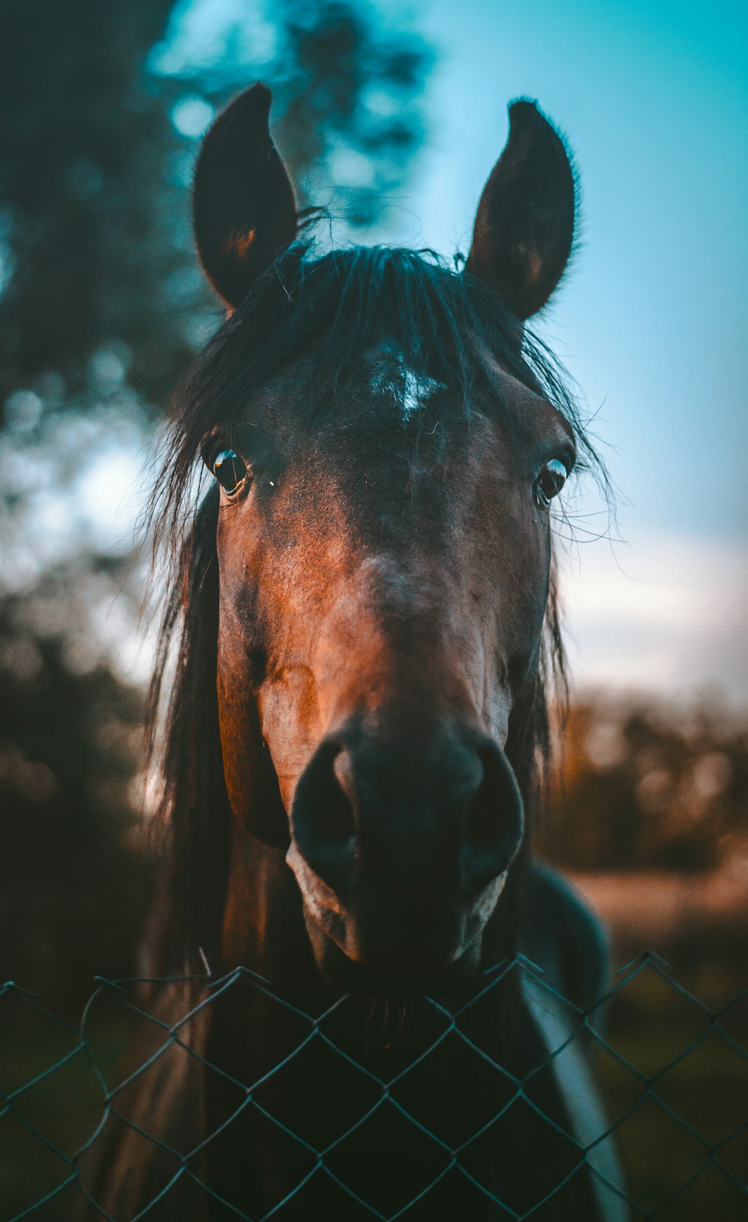 portrait of horse looking through fence, blue hour, unsplash photography in the style of photography. –ar 39:64