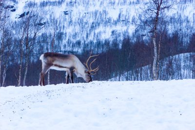 A reindeer grazing in the snow-covered tundra of Norway, surrounded by birch trees and distant mountains. The cold white light illuminates its thick fur coat as it stands alone against the backdrop of pristine winter nature. Photography with a telephoto lens to capture details on its antlers and body in the style of pristine winter nature. --ar 128:85