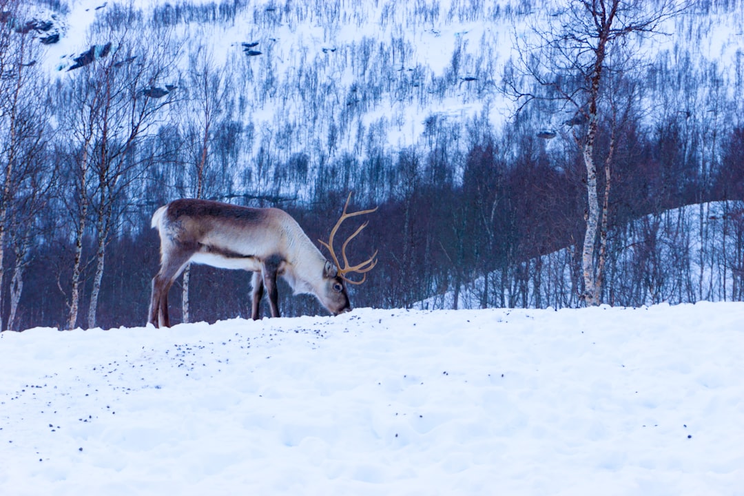 A reindeer grazing in the snow-covered tundra of Norway, surrounded by birch trees and distant mountains. The cold white light illuminates its thick fur coat as it stands alone against the backdrop of pristine winter nature. Photography with a telephoto lens to capture details on its antlers and body in the style of pristine winter nature. –ar 128:85