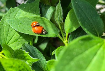 A closeup of two ladybugs on the leaves, surrounded by green plants with water droplets on them. The background is blurred and there is some sunlight shining through in the style of nature. --ar 64:43