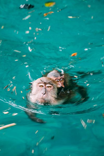 photo of two monkeys swimming in turquoise water, floating debris around them, high angle shot, unsplash photography style, in the style of unsplash --ar 85:128