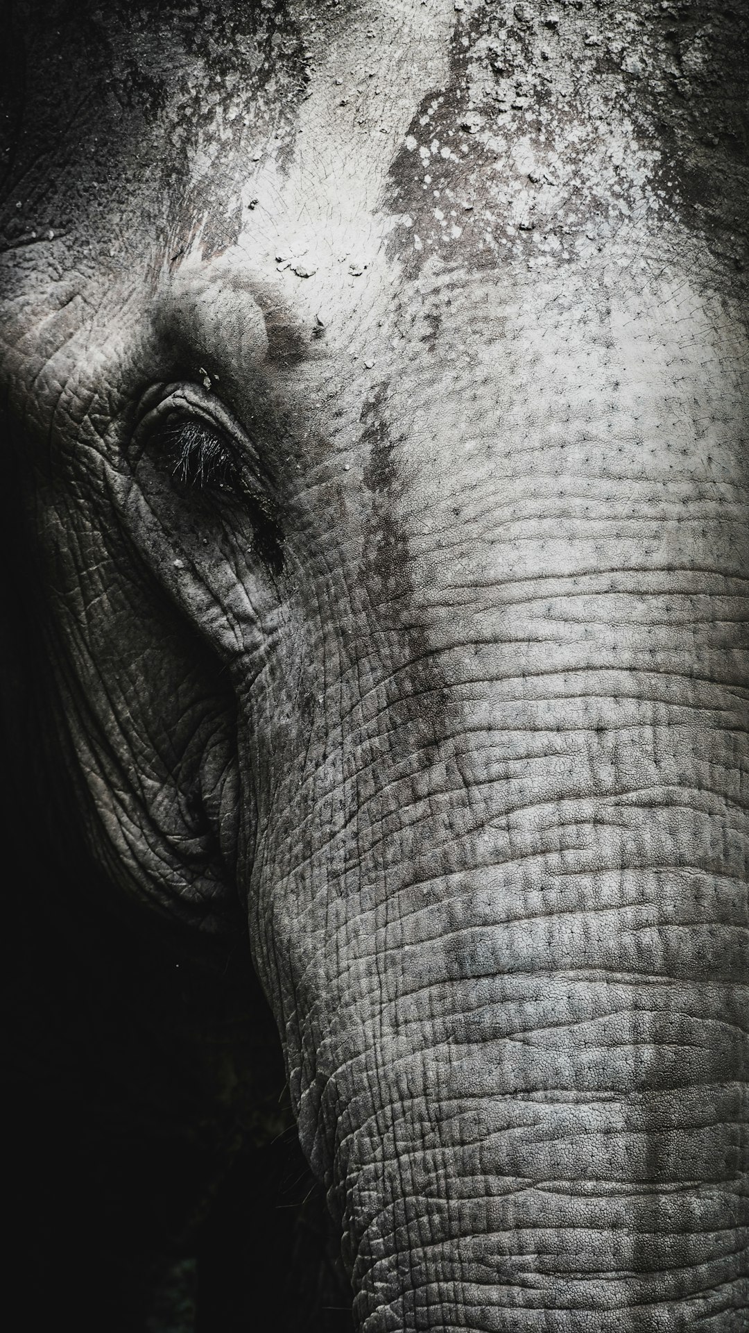 close up of an elephant’s trunk, the skin is very wrinkled and textured, the fur on his head has thick grey bristly hairs, the background is dark and moody, monochrome photography, soft focus, grainy, vintage –ar 9:16