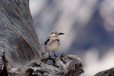 A bird perched on the edge of an old, dead tree trunk in front of snowcapped mountains. The small gray bird with black wings sat on its legs. There was no other wildlife around it. In the style of sharp focus photography. --ar 128:85