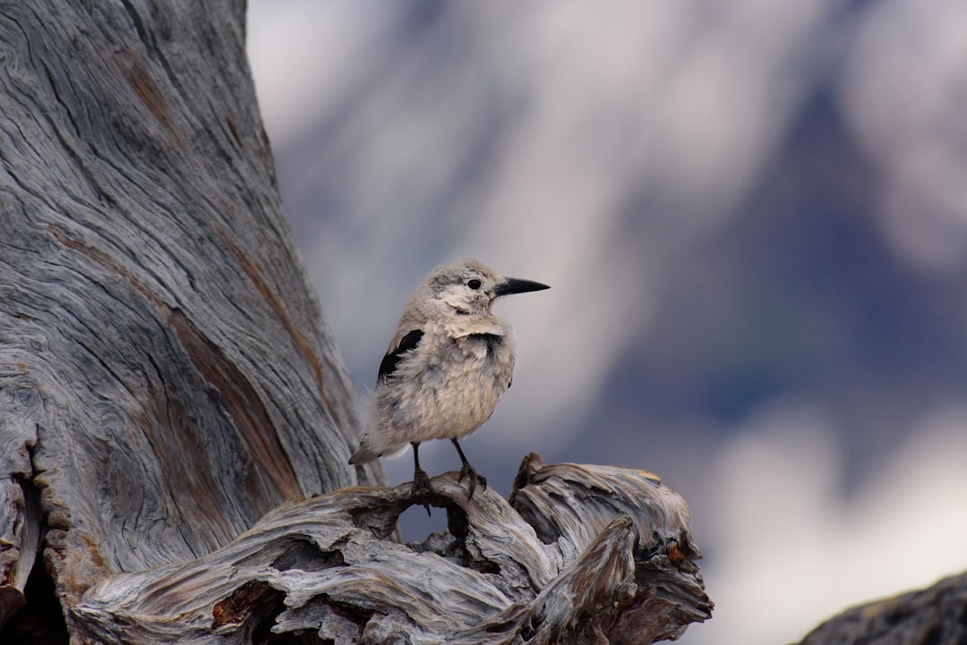 A bird perched on the edge of an old, dead tree trunk in front of snowcapped mountains. The small gray bird with black wings sat on its legs. There was no other wildlife around it. In the style of sharp focus photography. –ar 128:85