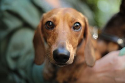 A closeup of the face and head of an adorable dachshund dog, with big brown eyes looking at camera in awe as if someone is taking its picture. The background features outoffocus greenery, suggesting it may be outdoors or indoors on a soft surface like carpet or linen fabric. A person's hand holding what appears to have been used for pet care is visible near the bottom right corner, adding context about how they could possibly having fun playing with their puppy. --ar 128:85