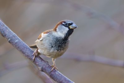 A beautiful photo of birds, a sparrow on a branch in a winter garden, with detailed feathers and a focused face, at high resolution, with space for copy text, and professional color grading with soft shadows and no contrast, with a clean sharp focus and bokeh background, with professional photography lighting in the style of a macro shot by Canon EOS. --ar 64:43