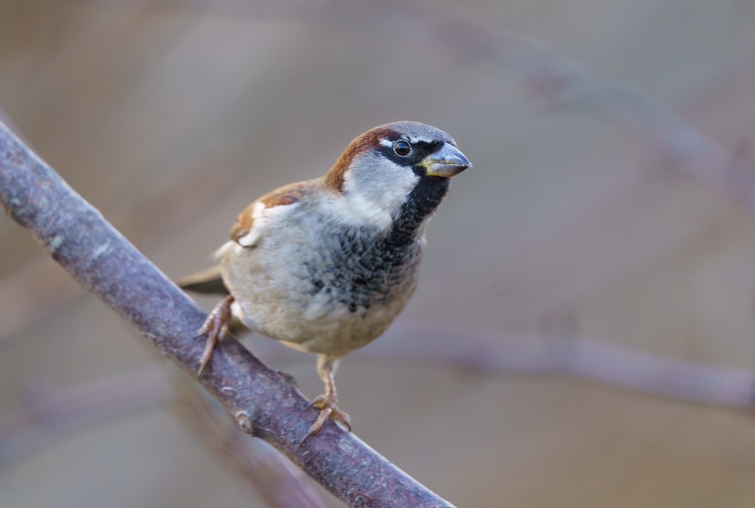 A beautiful photo of birds, a sparrow on a branch in a winter garden, with detailed feathers and a focused face, at high resolution, with space for copy text, and professional color grading with soft shadows and no contrast, with a clean sharp focus and bokeh background, with professional photography lighting in the style of a macro shot by Canon EOS. –ar 64:43