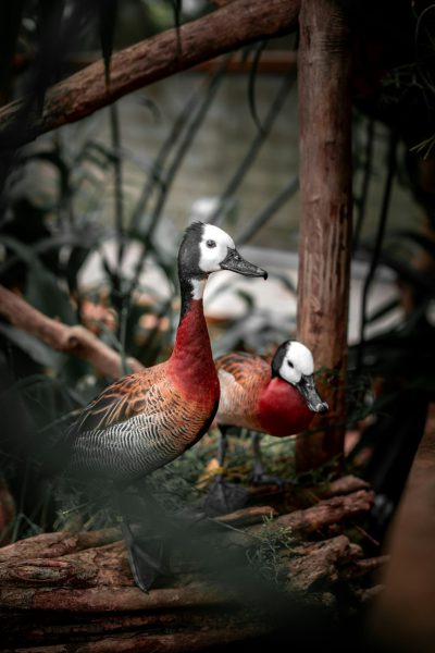 A pair of white headed ducks in an indoor zoo, surrounded by tree branches and wood structure. The photo adopts a diagonal composition, with soft lighting illuminating the entire scene. Using macro photography technology to capture detailed details of feathers, colors and textures. Under natural light, these birds present unique beauty through their colorful plumage. They stand on wooden structures or green grasslands, adding vitality to urban landscapes. The photo is in the style of natural light photography, capturing details through macro photography technology. --ar 85:128