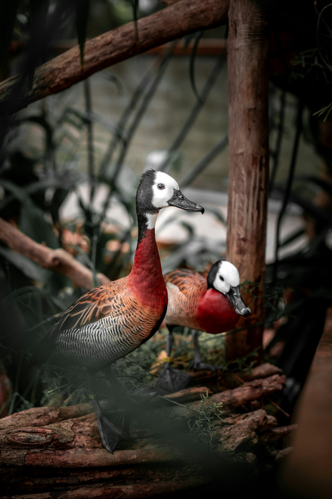 A pair of white headed ducks in an indoor zoo, surrounded by tree branches and wood structure. The photo adopts a diagonal composition, with soft lighting illuminating the entire scene. Using macro photography technology to capture detailed details of feathers, colors and textures. Under natural light, these birds present unique beauty through their colorful plumage. They stand on wooden structures or green grasslands, adding vitality to urban landscapes. The photo is in the style of natural light photography, capturing details through macro photography technology. –ar 85:128