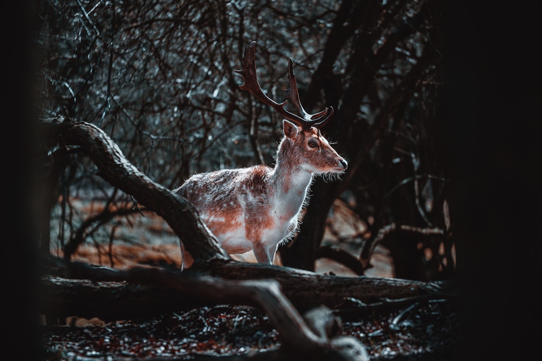 A deer in the woods, full body, dark and moody, cinematic, shot in the style of canon eos r5 –ar 128:85