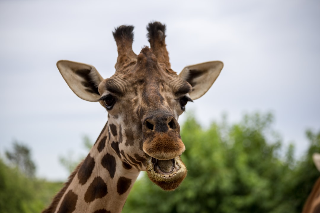 A giraffe with its mouth open showing off its teeth, in a funny animal photo. A cute photo of an African savannah, with a blurred background, natural light, and a closeup headshot angle of the giraffe looking at the camera. The high definition photography shows high resolution details of the giraffe’s facial expression and eyes, with professional color grading and composition. –ar 128:85