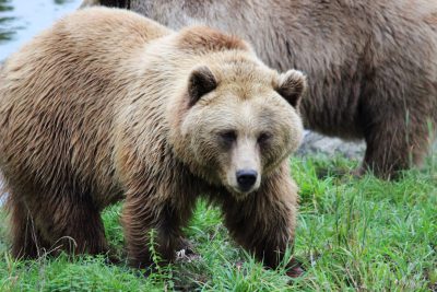 A photo of an extremely obese grizzly bear walking in the grass next to another brown bear, very fat, round belly, wide hips. The photo shows the bears walking in the style of [Andy Warhol](https://goo.gl/search?artist%20Andy%20Warhol). --ar 128:85