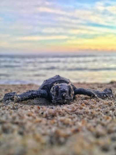 A baby sea turtle laying on the beach with its head up, ocean in the background, sunrise, closeup shot, in the style of unsplash photography.