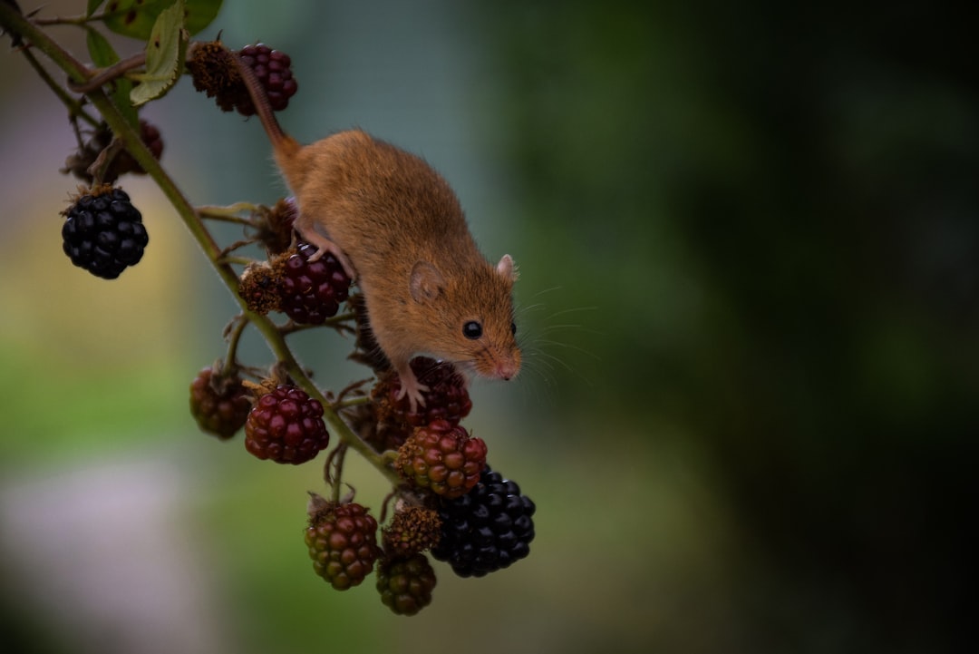 A field mouse climbing on a blackberry bush, picking berries, shot in the style of Canon EOS R5. –ar 128:85