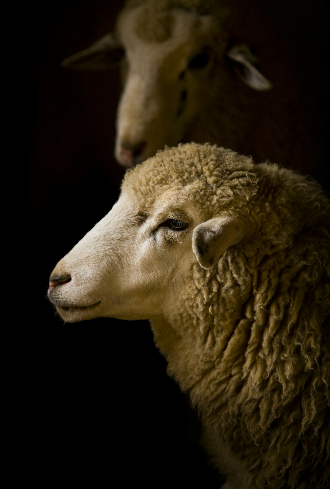 Portrait of two sheep side by side, one in profile and the other facing forward, set against a dark background, focusing on their woolly textures and expressions, with soft lighting accentuating their features, creating an portrait. –ar 43:64