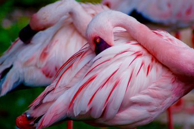 A pink flamingo is sleeping with its head resting on the back of another flamingo. The feathers appear to be very long and fluffy. The background shows more feathered bodies in various poses. The scene conveys tranquility or restfulness. in the style of National Geographic photography. --ar 128:85