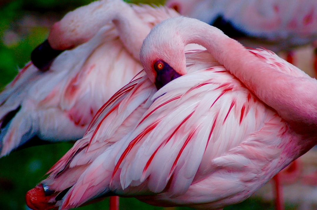 A pink flamingo is sleeping with its head resting on the back of another flamingo. The feathers appear to be very long and fluffy. The background shows more feathered bodies in various poses. The scene conveys tranquility or restfulness. in the style of National Geographic photography. –ar 128:85