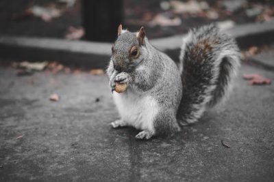 A cute squirrel eating an acorn on the ground, photographed in gray tones, in the style of unsplash photography. --ar 128:85