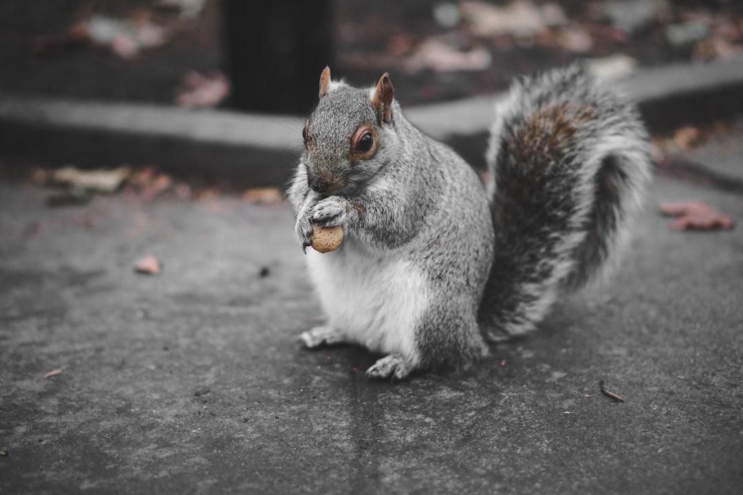 A cute squirrel eating an acorn on the ground, photographed in gray tones, in the style of unsplash photography. –ar 128:85