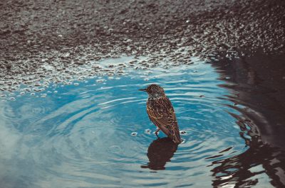 A bird perched on the edge of an urban puddle, its reflection in the water creating ripples and patterns that mirrored other elements around it. The scene is captured with Kodak Ektachrome's high-resolution film stock, showcasing intricate details like small droplets or sand particles visible within the ripples. This photorealistic image captures the essence of rainwater on city streets, highlighting nature’s presence amidst the manmade environment. --ar 32:21