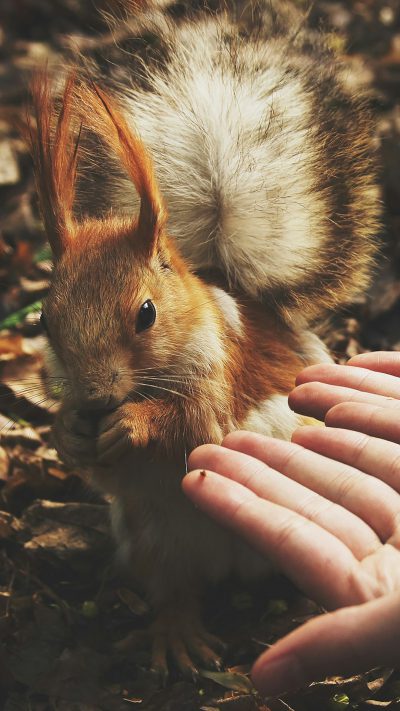 A photo of an adorable squirrel with long, fluffy ears being pet in the style of someone's hands. The setting is outdoors in nature, captured from the perspective of one hand holding up to touch it. The colors are vibrant and natural, highlighting both the playful interaction between animal and human, and the beauty of their surroundings. --ar 9:16