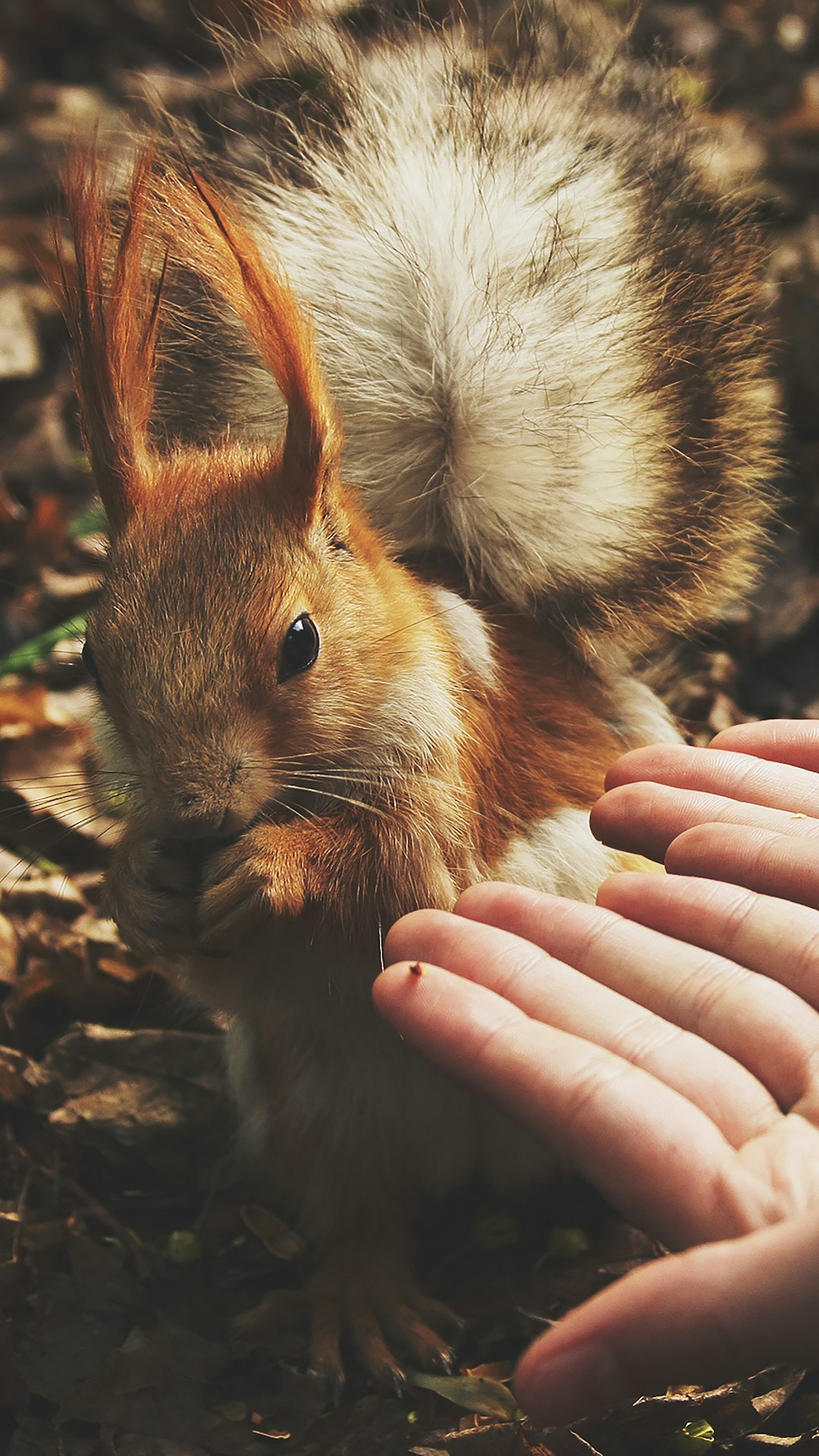 A photo of an adorable squirrel with long, fluffy ears being pet in the style of someone’s hands. The setting is outdoors in nature, captured from the perspective of one hand holding up to touch it. The colors are vibrant and natural, highlighting both the playful interaction between animal and human, and the beauty of their surroundings. –ar 9:16