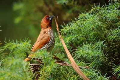 A photo of an exotic bird perched on the edge of lush green foliage, holding up its beak with one foot while holding onto another branch in front with both feet. The creature has brown and black feathers, small white spots along its neck, red head. Taken from a bird's eye view, in the style of Nikon D850 DSLR camera with 24-70mm lens at f/3 aperture, natural daylight, macro photography, sharp focus on detailed textures. --ar 128:85