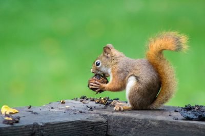 A red squirrel eating an acorn on the edge of a wooden deck against a green background, in the style of professional photography. --ar 128:85