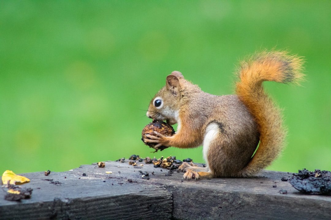 A red squirrel eating an acorn on the edge of a wooden deck against a green background, in the style of professional photography. –ar 128:85