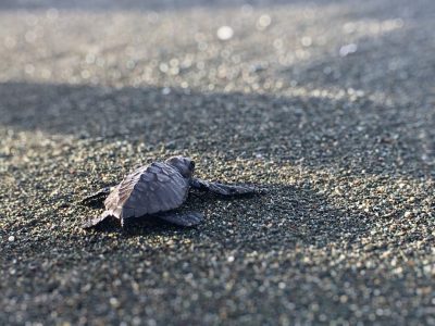 A tiny sea turtle baby crawling on the sand, in a closeup shot, with a blurred beach background, in the style of high definition photography. The wideangle lens captures delicate details of the small feet and wings. Bright sunlight shines through fine textures, creating a warm atmosphere. Highly saturated colors highlight the contrast between the light gray black soil and dark blue ocean water. --ar 4:3