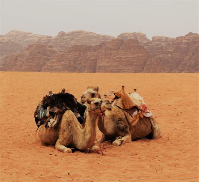 Camels in the desert of Wadi Rum, Jordan, with rock formations behind them, sitting down and resting, taken on an iPhone camera. The photo shows camels in the style of Liang Quan sitting in the desert landscape, with tall rocky outcroppings in the background. --ar 128:117