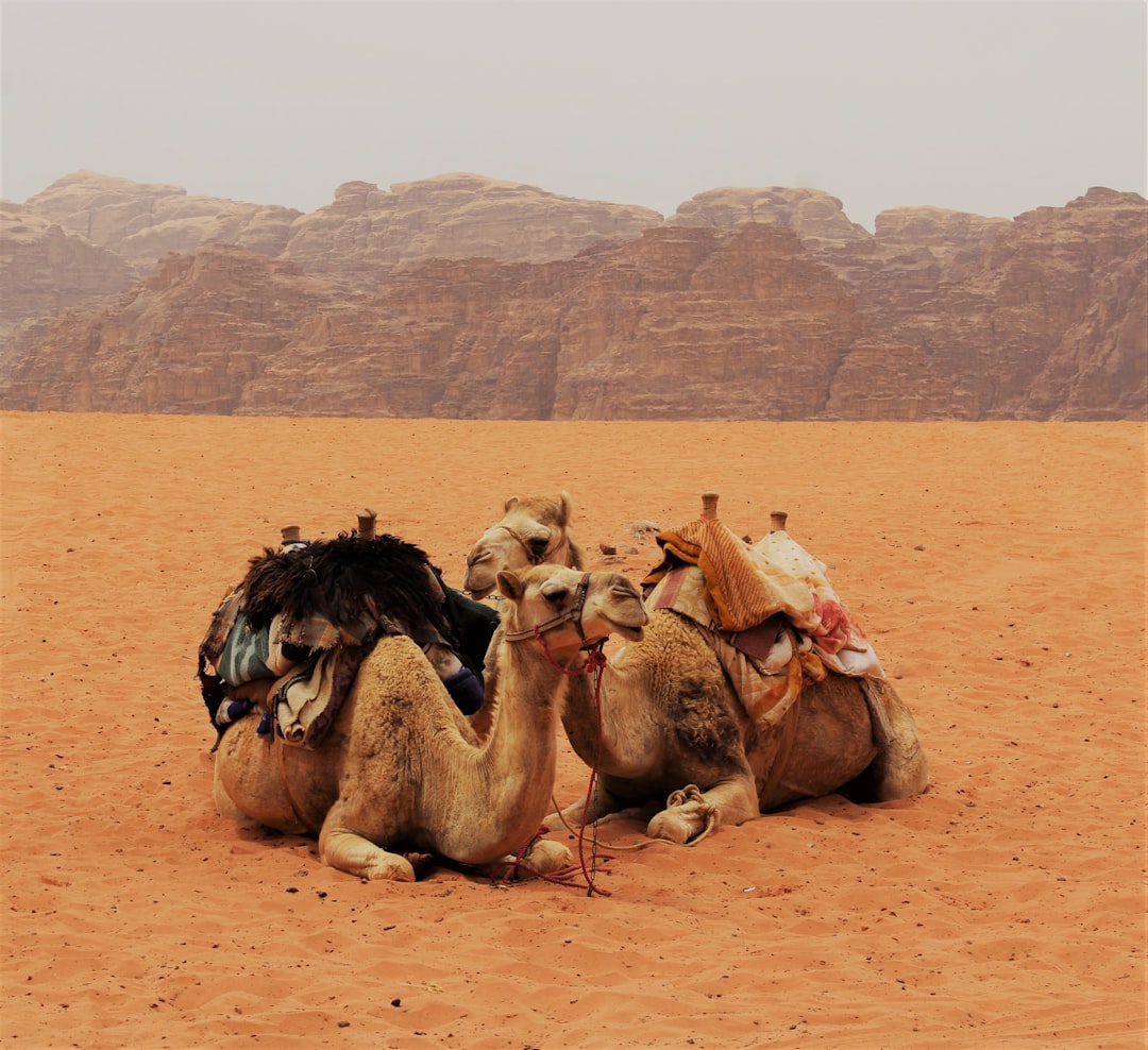 Camels in the desert of Wadi Rum, Jordan, with rock formations behind them, sitting down and resting, taken on an iPhone camera. The photo shows camels in the style of Liang Quan sitting in the desert landscape, with tall rocky outcroppings in the background. –ar 128:117