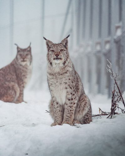 Cinematic photography of two lynx in the snow, one sitting and looking at the camera, the other standing by his side. The background is a snowy forest with fog. Light beige color palette. Shot in the style of Hasselblad H6D400c MultiShot. --ar 51:64